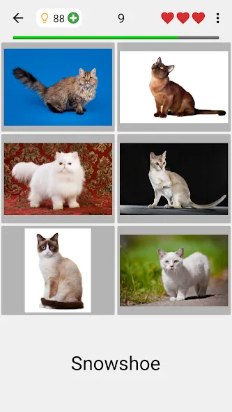 Cats Quiz Guess Popular Breeds взломанный APK — Открыты все породы и подсказки — скриншот 2
