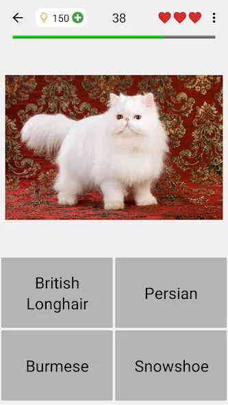 Cats Quiz Guess Popular Breeds взломанный APK — Открыты все породы и подсказки — скриншот 4