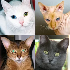 Cats Quiz Guess Popular Breeds взломанный APK — Открыты все породы и подсказки