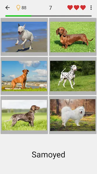 Скачать Dogs Quiz - Guess All Breeds! на Андроид с модом — Все породы собак разблокированы — скриншот 1