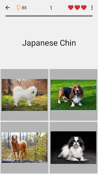 Скачать Dogs Quiz - Guess All Breeds! на Андроид с модом — Все породы собак разблокированы — скриншот 4