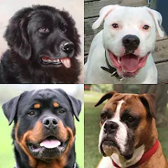 Скачать Dogs Quiz - Guess All Breeds! на Андроид с модом — Все породы собак разблокированы