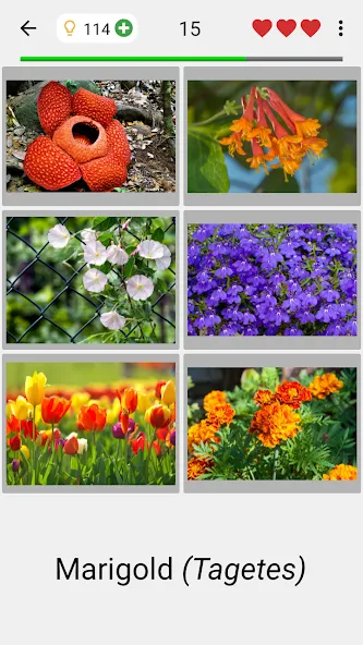 Скачать мод Flowers Quiz - Identify Plants — Все растения разблокированы — скриншот 2 Скачать мод Flowers Quiz - Identify Plants — Все растения разблокированы — скриншот 2