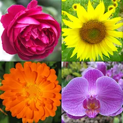 Скачать мод Flowers Quiz - Identify Plants — Все растения разблокированы