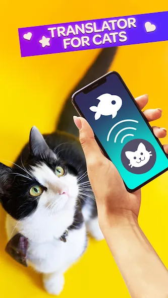 Скачать Cat Translator Pet Talk Meow последней версии — Безлимитное общение с котами — скриншот 1
