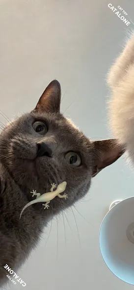 CAT ALONE - Cat Toy MOD APK: Разблокированы все игрушки — скриншот 1