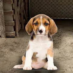 My Pet Animal Shelter World взлом на Андроид — Безлимитные монеты и все питомцы открыты