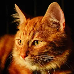Talking Lovely Cat взлом на Андроид — Безлимитные монеты и наряды